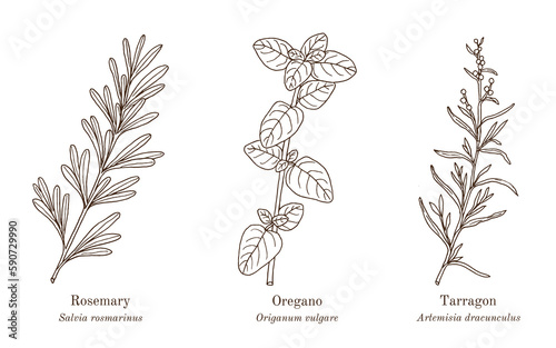 Collection of culinary herbs and spices