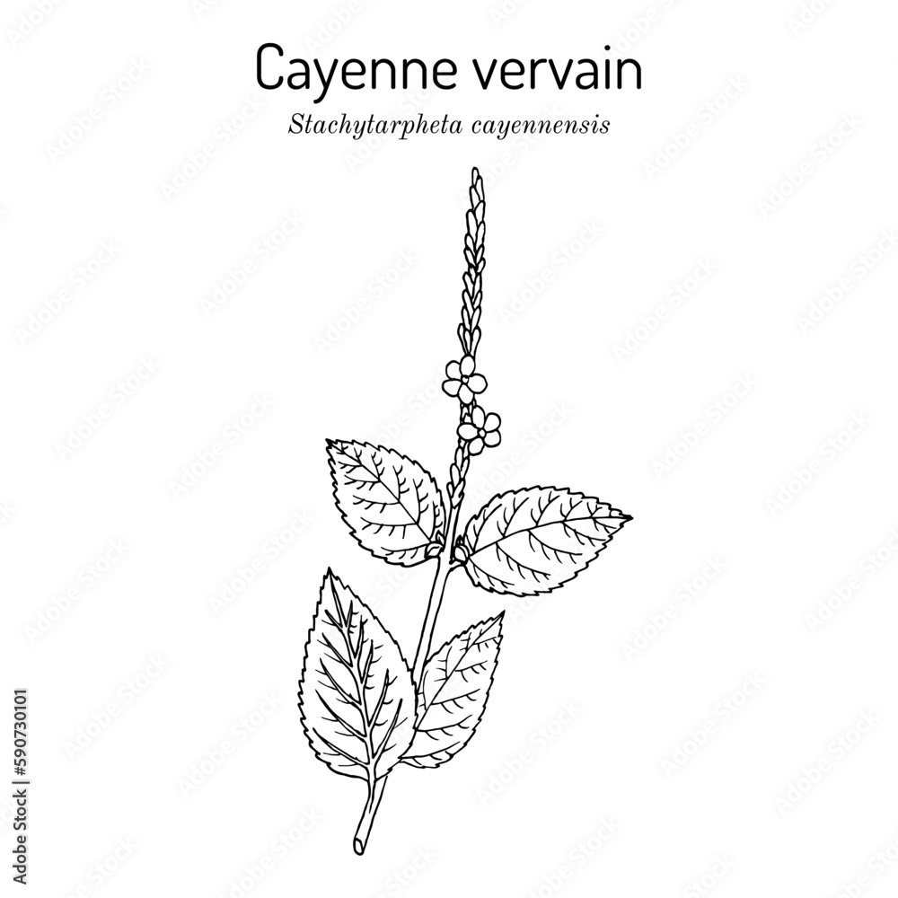 Cayenne snakeweed or false verbena (Stachytarpheta cayennensis), medicinal plant - obrazy, fototapety, plakaty 