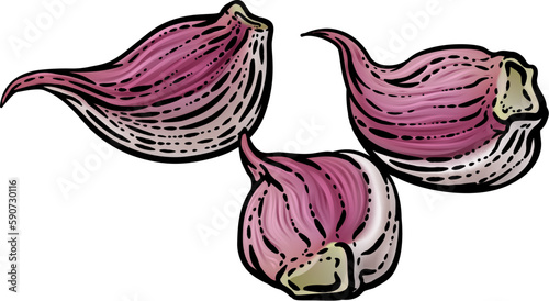 Garlic vegetable illustration in a vintage retro woodcut etching style.