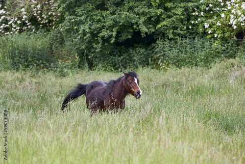 Εκτύπωση καμβά Sally in paddock