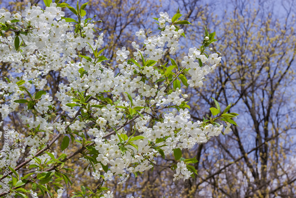 Cherry branches with flowers on blurred background of other trees