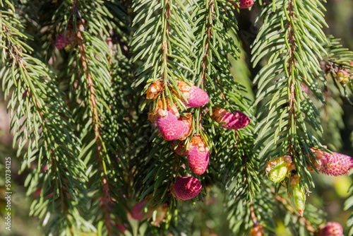 Branches of fir tree with young pink cones close-up