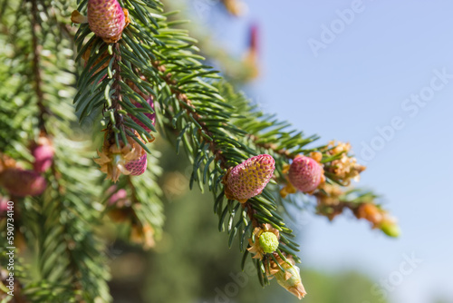 Branches of fir tree with young pink cones against sky