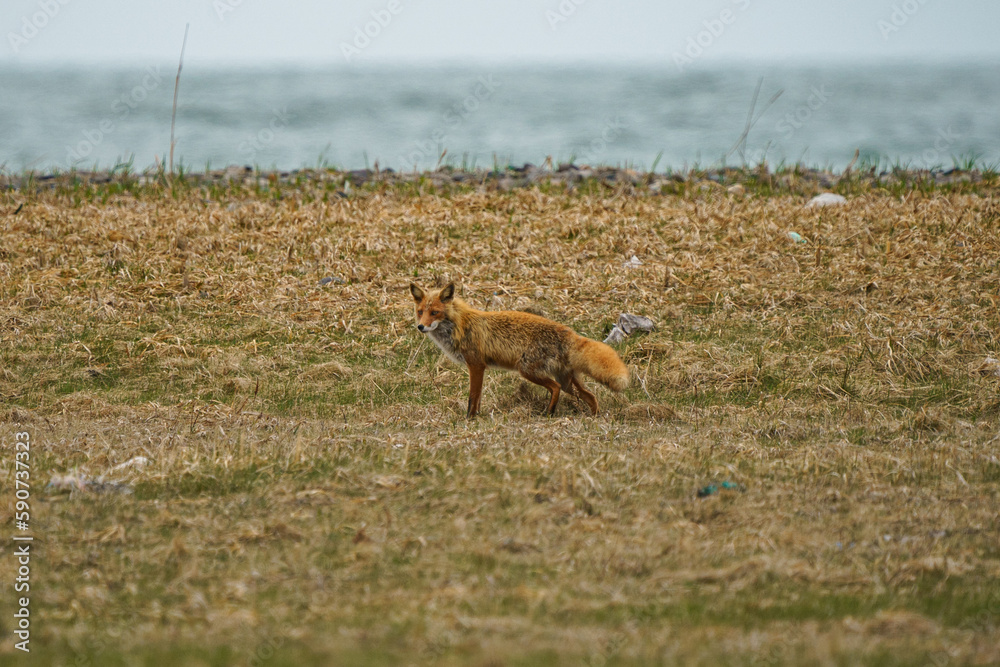 Fototapeta premium 野付半島のキタキツネ