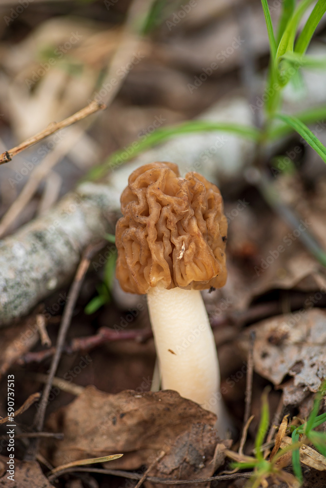 Shot of amazing, edible and tasty morel mushroom Shot of amazing, edible and tasty morel mushroom