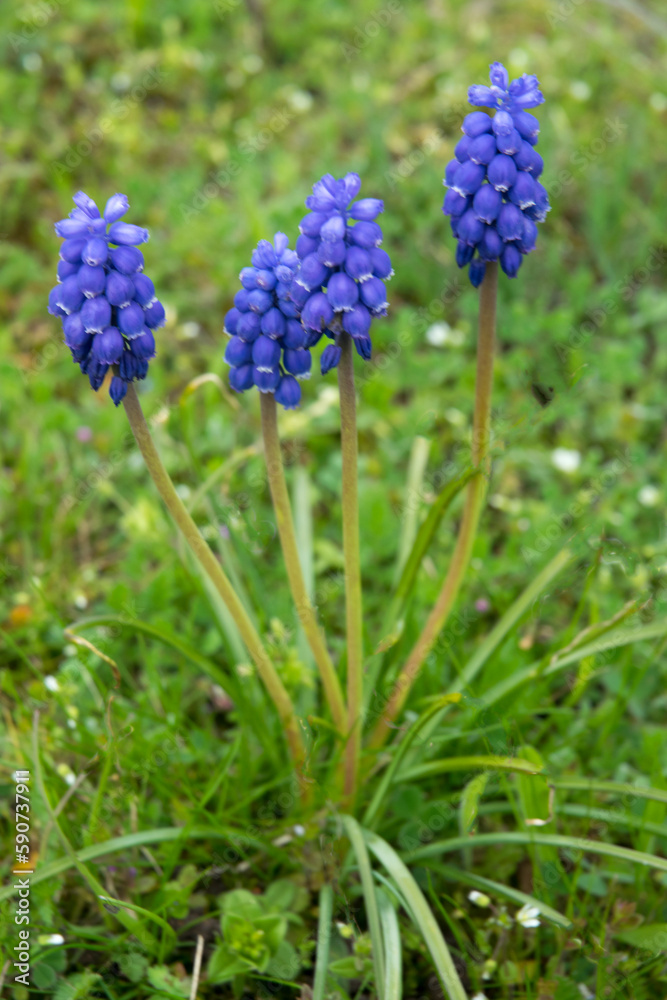 Kleine Traubenhyazinthe (Muscari botryoides) Kleine Traubenhyazinthe (Muscari botryoides)