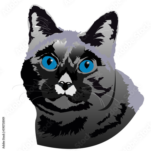 grey cat