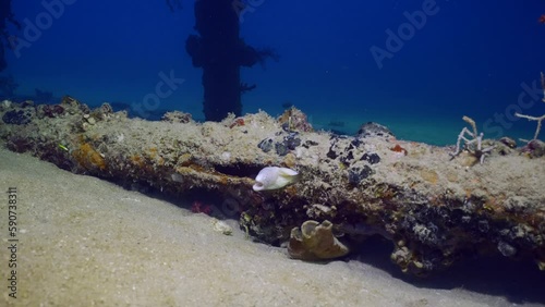 Geometric moray or Gray Moray (Gymnothorax griseus) hiding in crack in pipe under pier in evening time photo