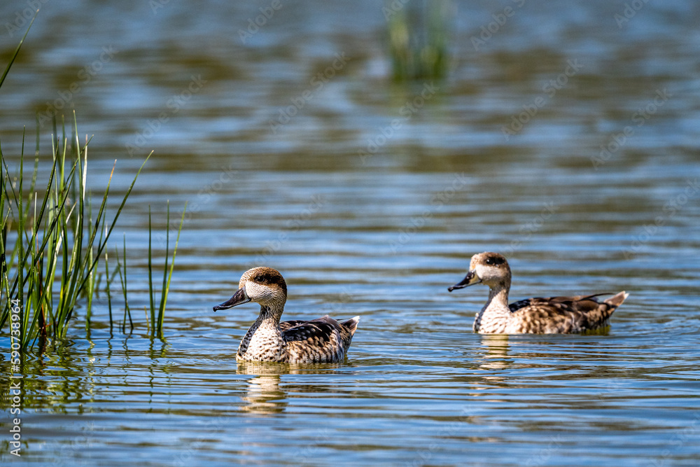 Marbled duck, Marbled teal, Marmaronetta angustirostris Marbled duck, Marbled teal, Marmaronetta angustirostris