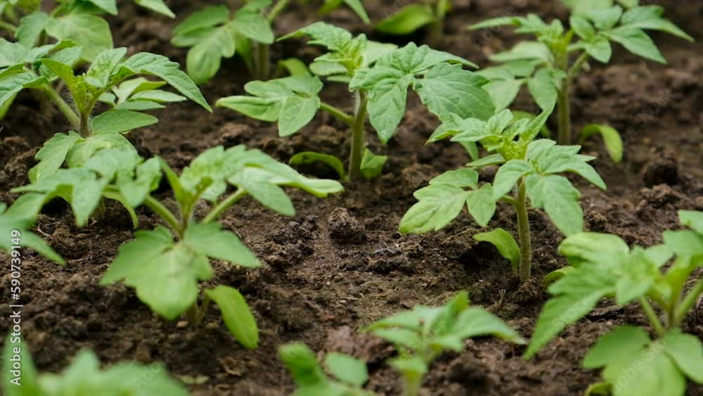 Seedlings of tomatoes grow in the garden. Selective focus. Seedlings of tomatoes grow in the garden. Selective focus.