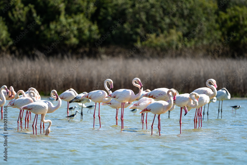 Naklejka premium Greater Flamingo, Phoenicopterus roseus, Laguna de Fuente de Piedra