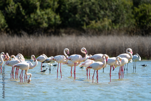 Greater Flamingo, Phoenicopterus roseus, Laguna de Fuente de Piedra