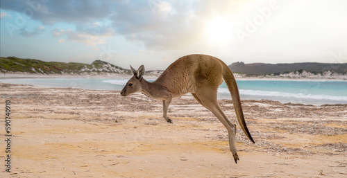 Hopping kangaroo on kangaroo island Australia