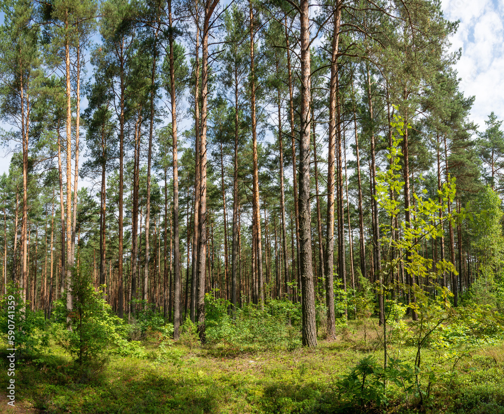 Obraz premium Pine forest