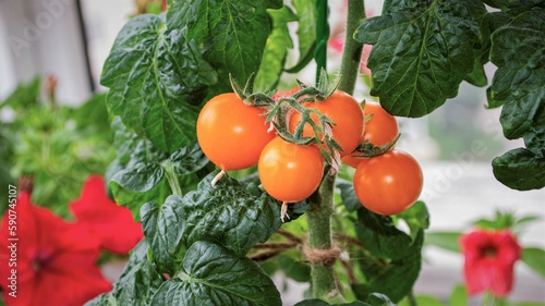 Tomatoes cherry in home vegetable garden