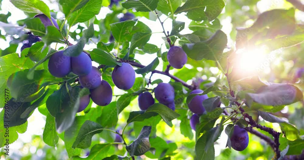 Plum tree with ripe plums fruits and sunshine in an orchard garden, 4k video