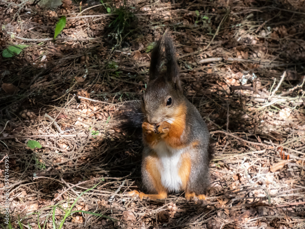 Close-up shot of the Red Squirrel (Sciurus vulgaris) with winter grey coat sitting on the ground and holding a pine cone in paws in bright sunlight with focus on eye. Beautiful animal scenery Close-up shot of the Red Squirrel (Sciurus vulgaris) with winter grey coat sitting on the ground and holding a pine cone in paws in bright sunlight with focus on eye. Beautiful animal scenery
