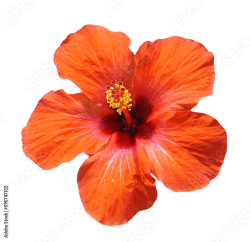 Chinese Hibiscus Rosa Sinensis Flower isolated on transparent png background. Malvaceae flower family.	