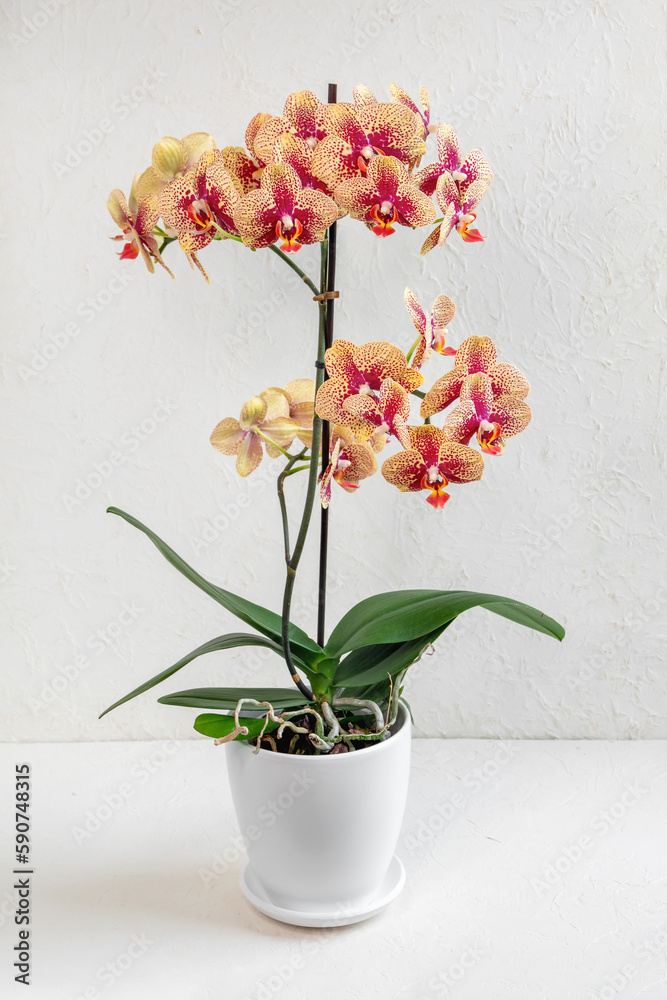 Naklejka premium Orange motley Charmer Phalaenopsis orchid in a white pot on a light background. Beautiful variety of orchid in a white pot on a white background, abundant flowering, blooming orchid.