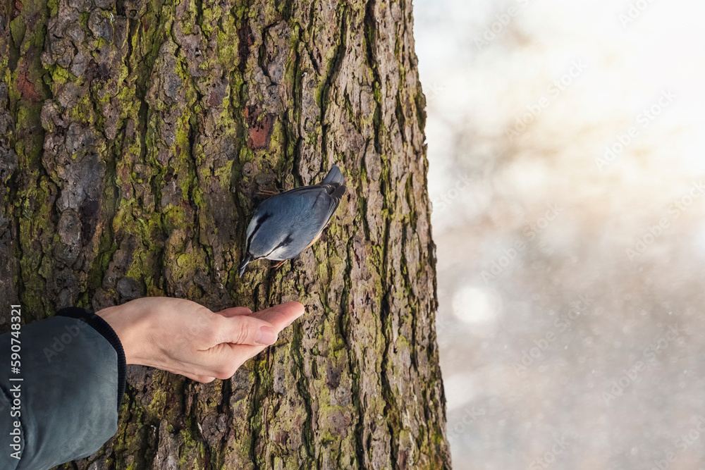 Bird Nuthatch on a tree trunk in search of food. Feed birds in t Bird Nuthatch on a tree trunk in search of food. Feed birds in t
