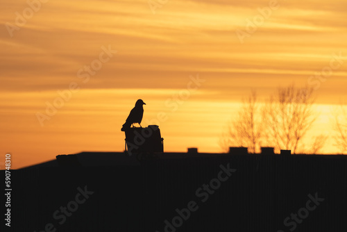 Selective focus. Dark silhouette of a raven sitting on the roof on a chimney against the background of a bright orange sunset. Dramatic natural background with a raven.