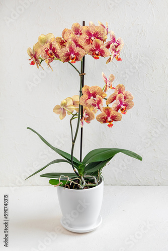 Orange motley Charmer Phalaenopsis orchid in a white pot on a light background. Beautiful variety of orchid in a white pot on a white background, abundant flowering, blooming orchid.