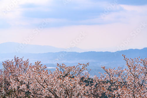 吉野山の桜