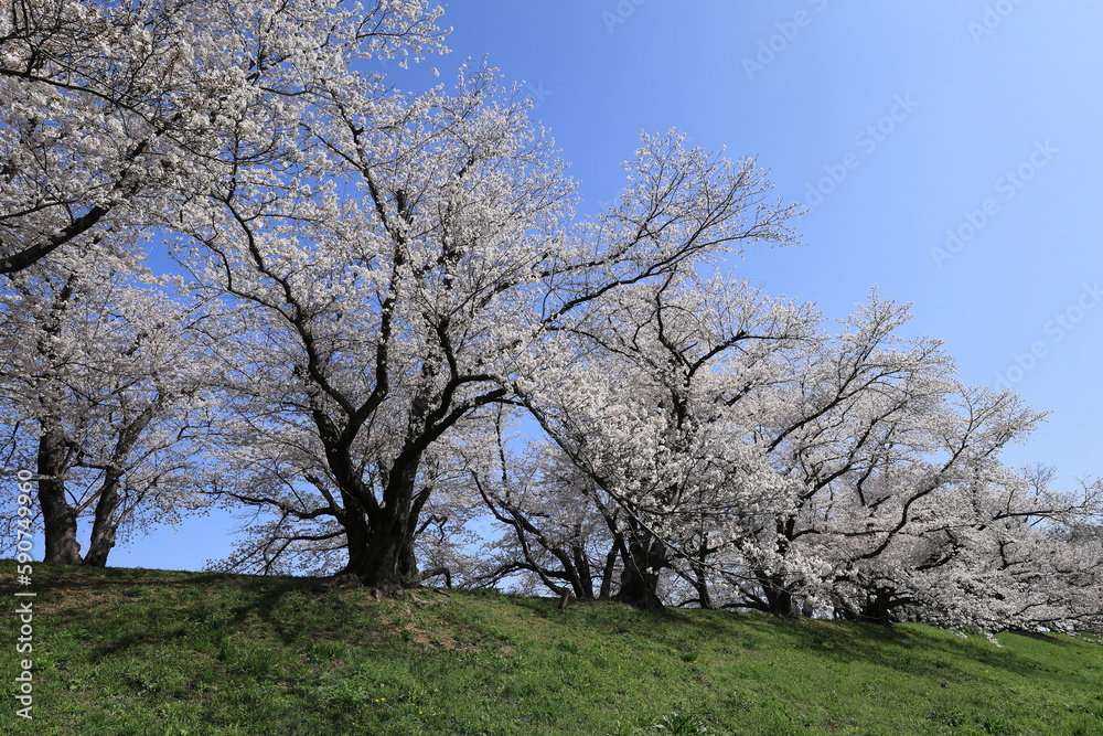 背割り堤の桜並木 背割り堤の桜並木