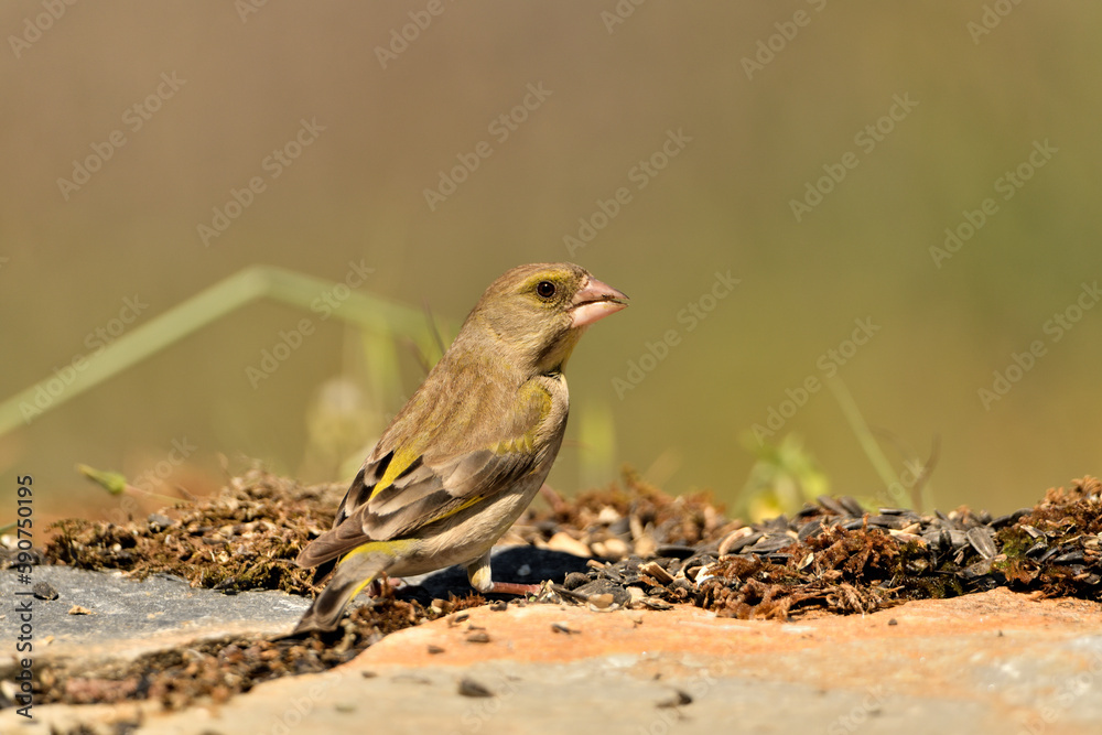 verderón europeo o verderón común (Chloris chloris) verderón europeo o verderón común (Chloris chloris)