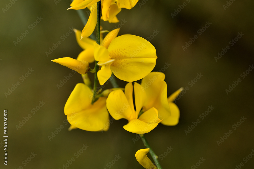 gayomba (spartium junceum) retama de olor o ginesta gayomba (spartium junceum) retama de olor o ginesta