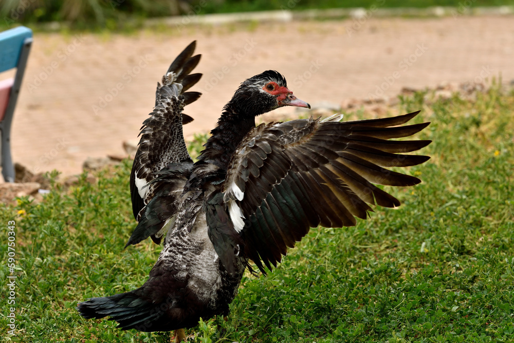 pato criollo (Cairina moschata) sobre el césped verde con las alas abiertas pato criollo (Cairina moschata) sobre el césped verde con las alas abiertas