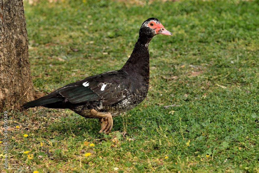 pato criollo (Cairina moschata) sobre el césped verde pato criollo (Cairina moschata) sobre el césped verde