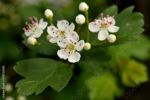 espino albar (crataegus laevigasta) espino blanco o majuelo  photo