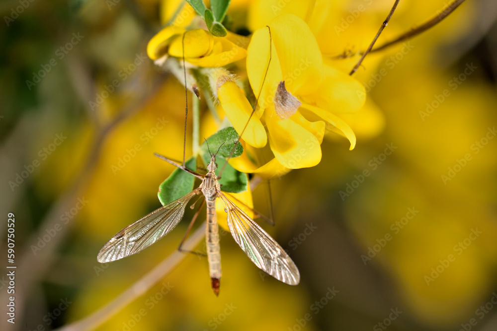 Φωτογραφία zancudo tigre oxidado o zancudo gigante o mosca grulla tigre (nephrotoma ferrugi