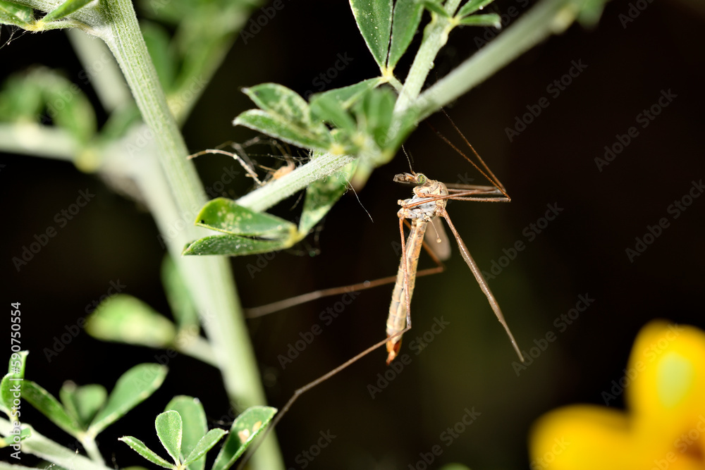zancudo tigre oxidado o zancudo gigante o mosca grulla tigre (nephrotoma ferruginea) zancudo tigre oxidado o zancudo gigante o mosca grulla tigre (nephrotoma ferruginea)