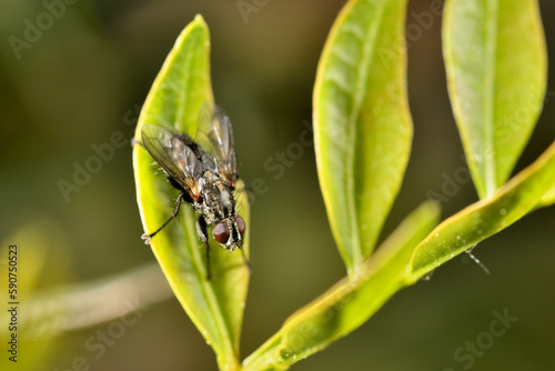 mosca doméstica o común (Musca domestica) sobre una hora con gotas del rocío 