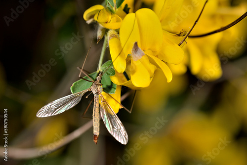 zancudo tigre oxidado o zancudo gigante o mosca grulla tigre (nephrotoma ferruginea)   photo