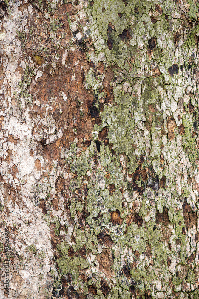 Tree trunk bark, background texture. Tree trunk bark, background texture.