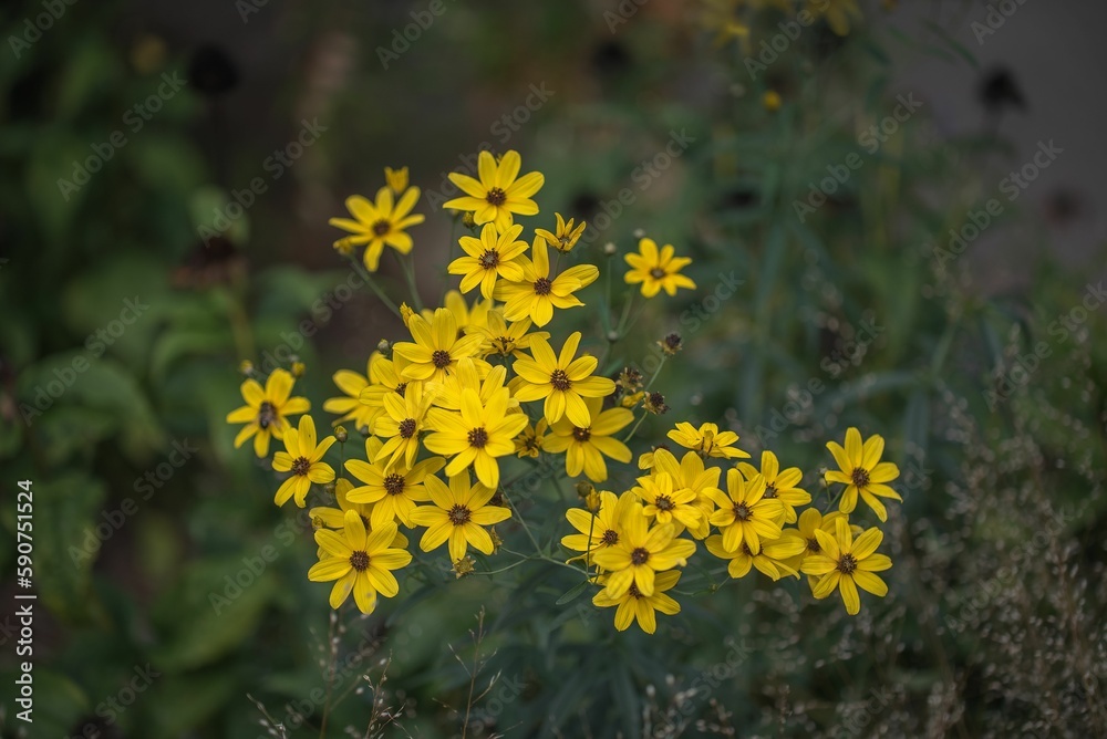Image with yellow flower group named Tall coreopsis