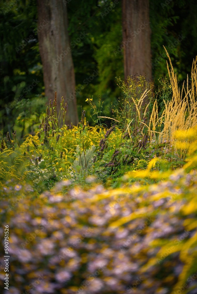 Trees and perennials in different colors Trees and perennials in different colors