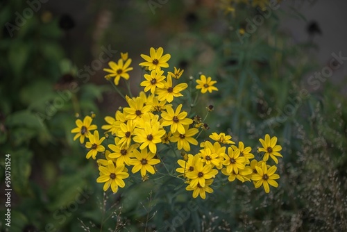 Image with yellow flower group named Tall coreopsis photo