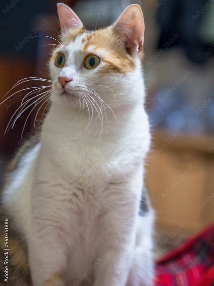 portrait of a curious cat