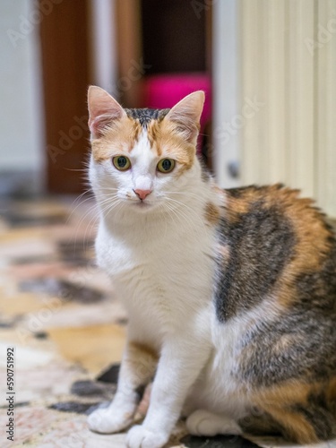 Fototapeta Naklejka Na Ścianę i Meble -  Closeup portrait of a beautiful cat