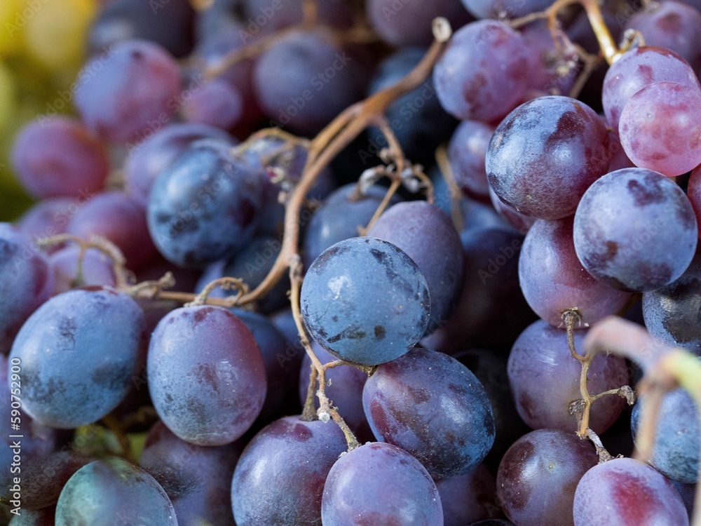 Fototapeta premium Close-up shot of fresh organic blue grapes, wine concept