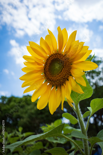 沖縄で鮮やかに咲く黄色いひまわりの花