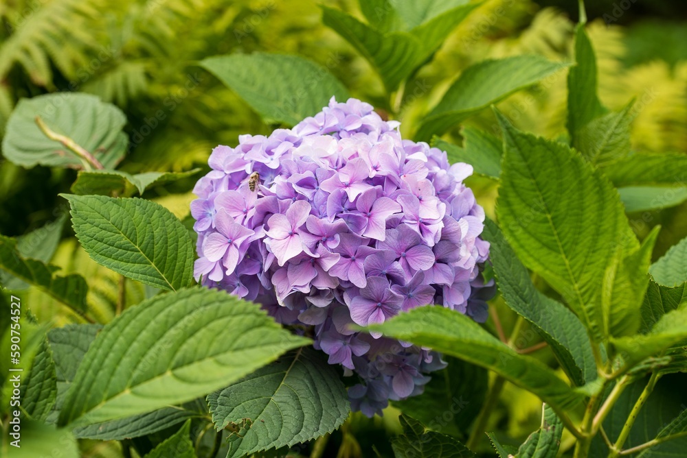 Closeup of French hydrangea flowers growing in a garden Closeup of French hydrangea flowers growing in a garden