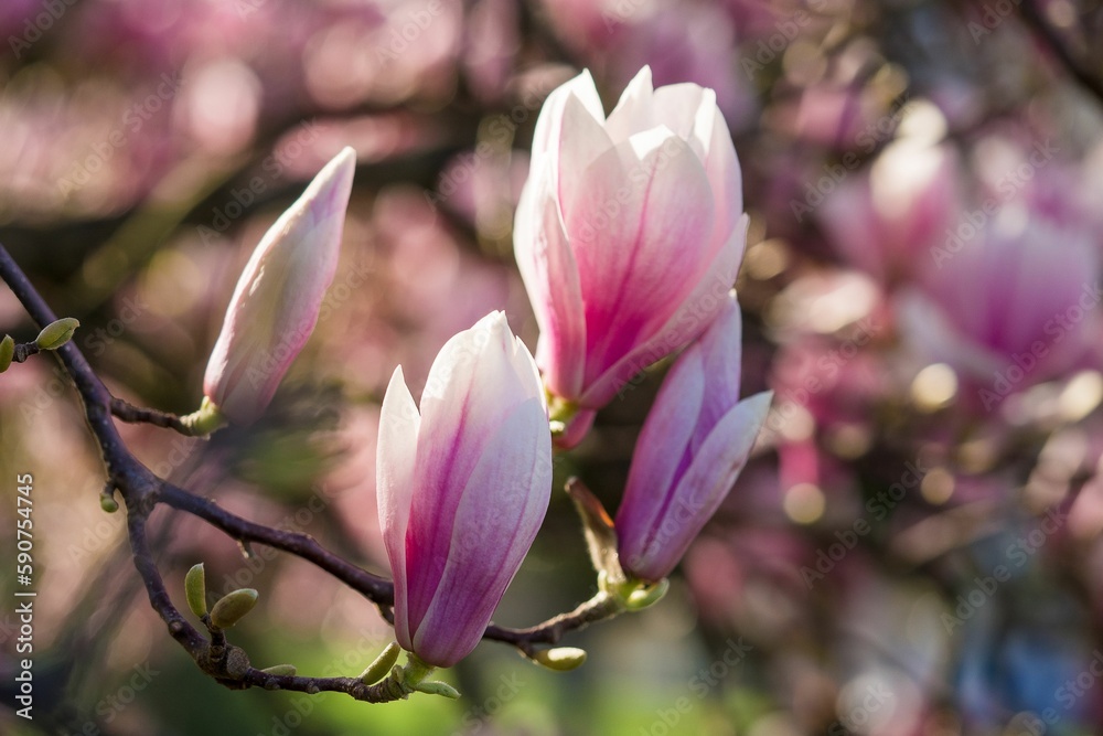 Closeup of magnolias growing on tree branches under the sunlight Closeup of magnolias growing on tree branches under the sunlight