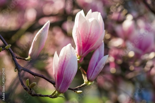 Closeup of magnolias growing on tree branches under the sunlight
