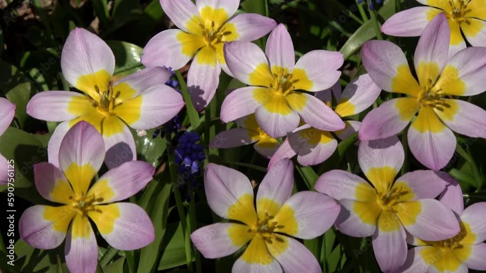 View of lilium also known as lilies is genus of herbaceous flowering species growing from bulbs all with large prominent flowers they are group of plants which are important in culture and literature