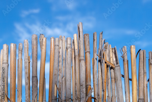 płot z bambusowych tyczek
